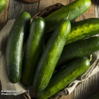 cucumber plant