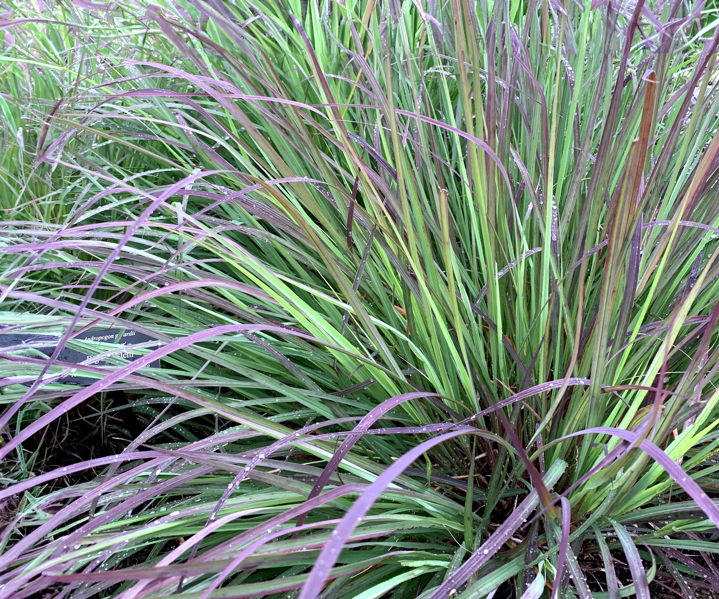 little bluestem grass in garden