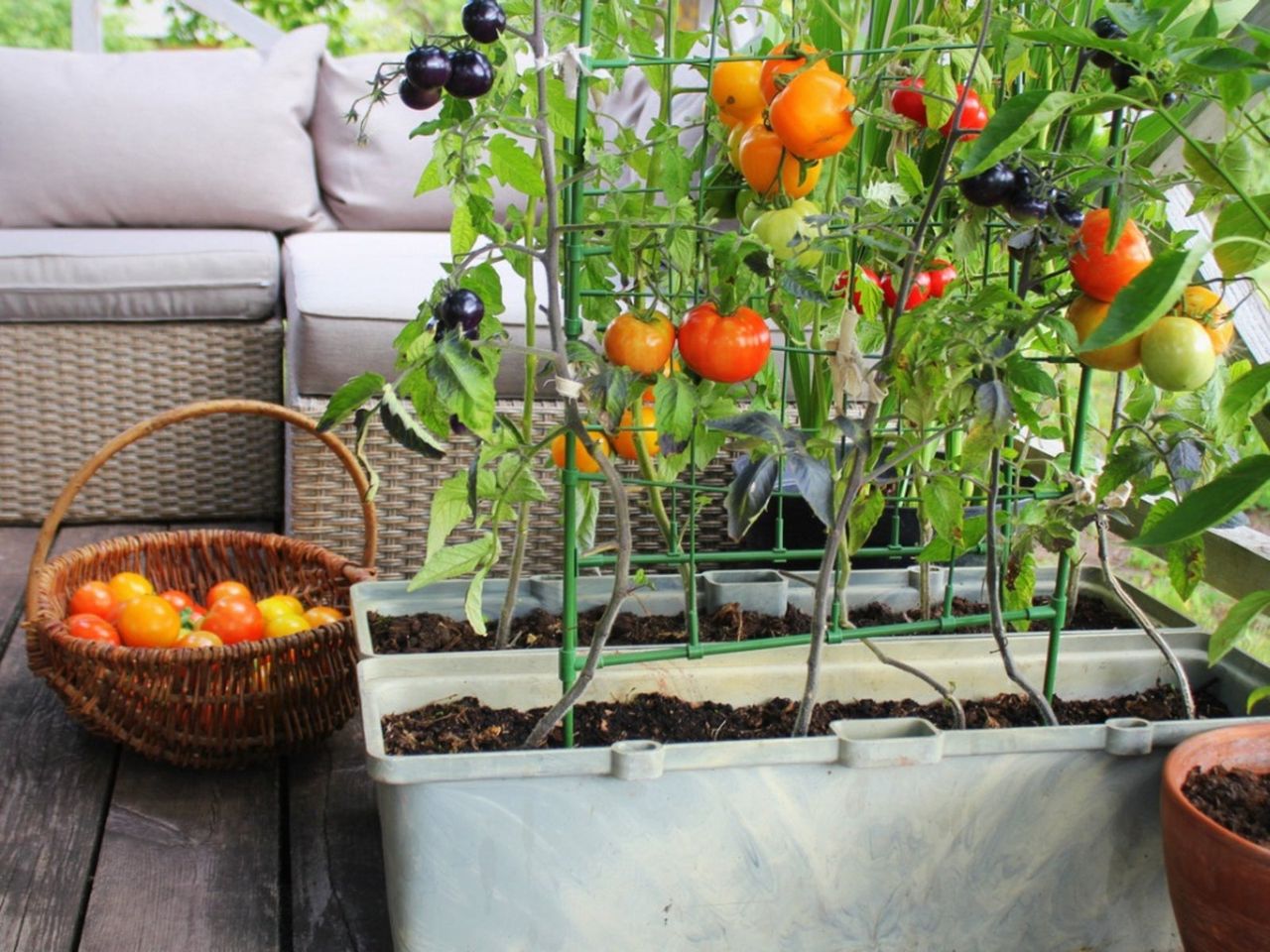 Tomato Container Gardens Next To Basket Full Of Tomatoes