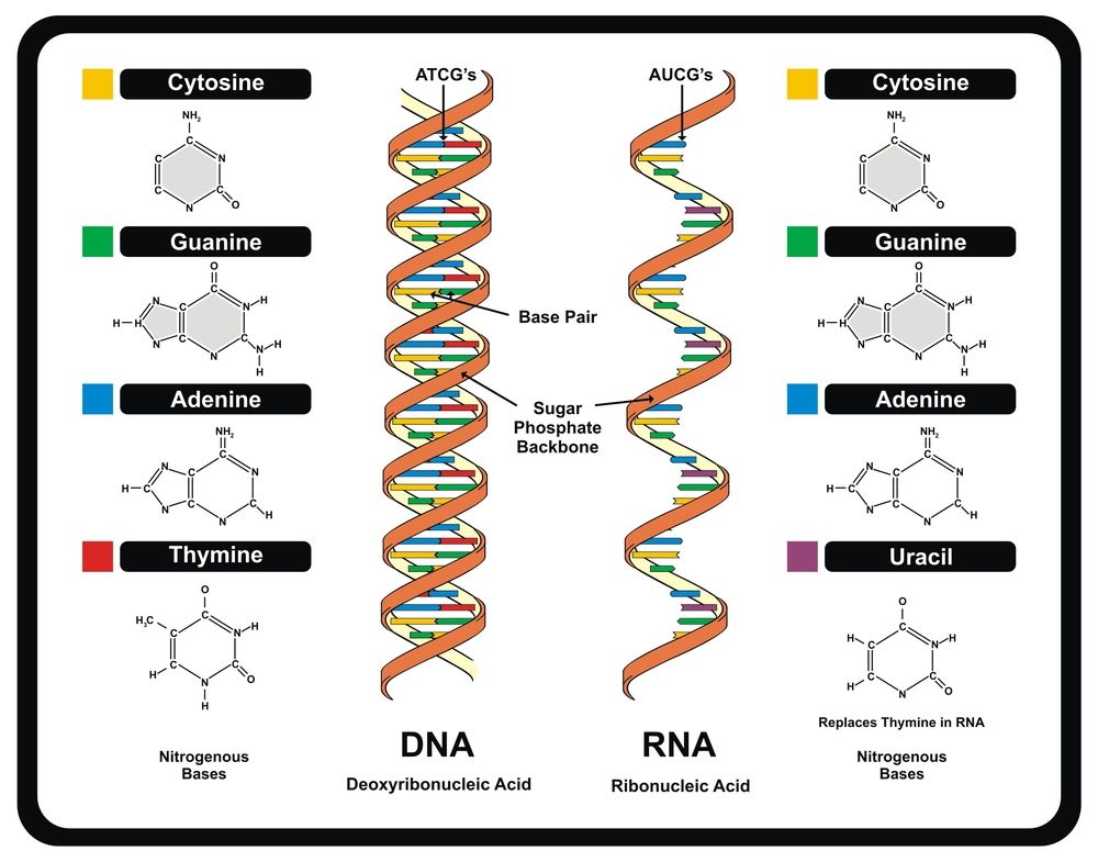 Dna Definition Structure Discovery What Is Dna Live Science