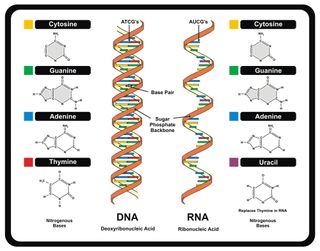 DNA: Definition, Structure & Discovery | What Is DNA? | Live Science