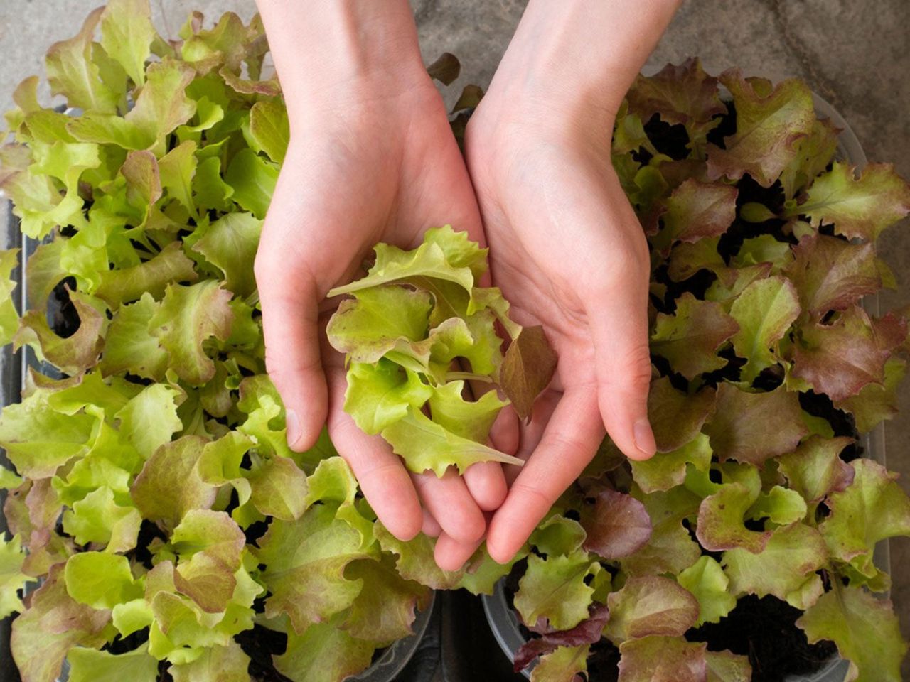 Person Harvesting Leaves From Lettuce Plant