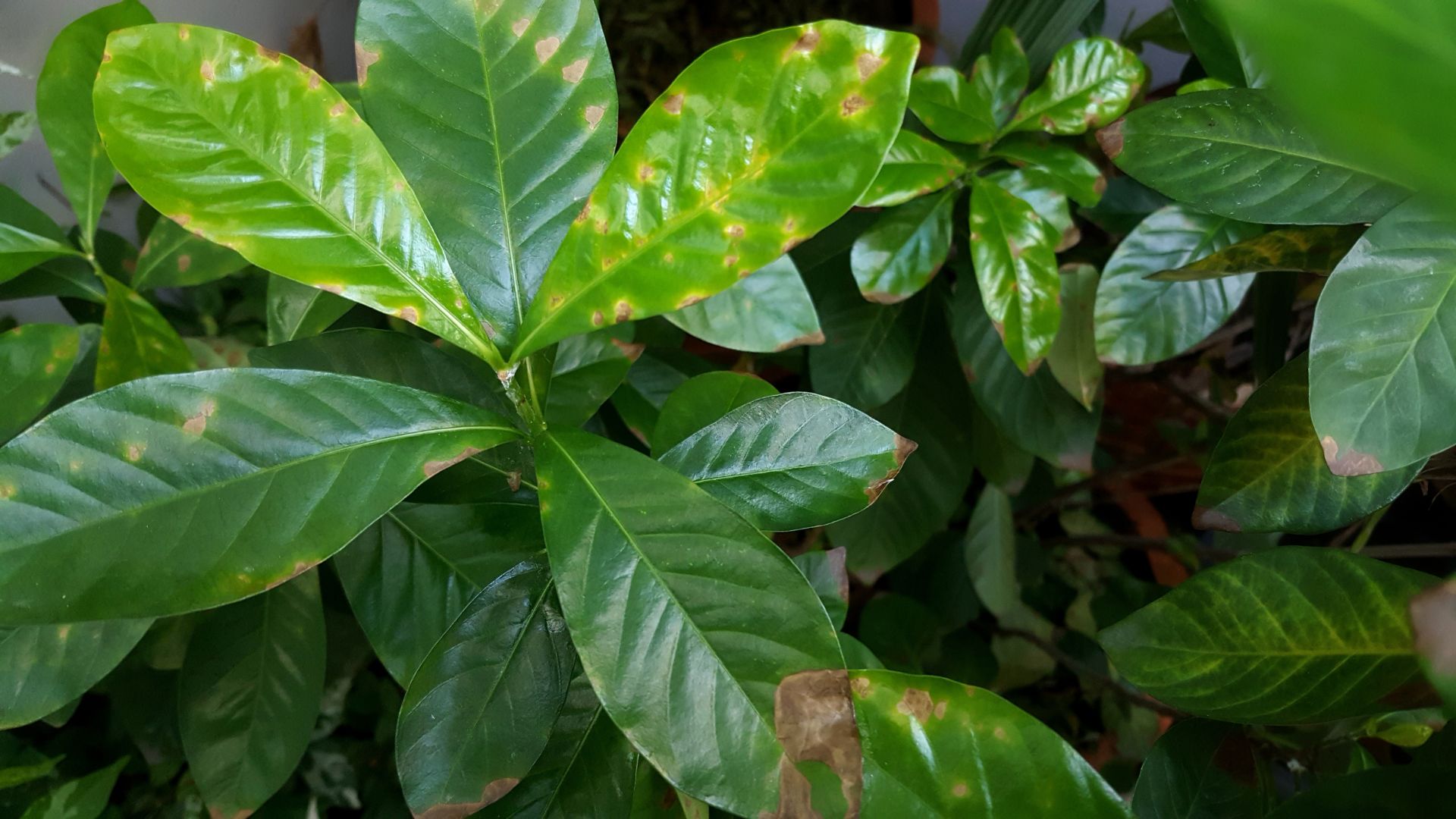 Yellow gardenia leaves