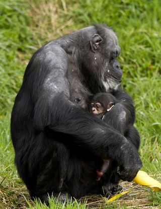 chimpanzee, belfast zoo