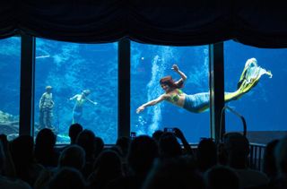 A woman dressed as a mermaid performs underwater at Weeki Wachee Springs State Park in Florida