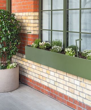 green window box with hebe and rosemary plants