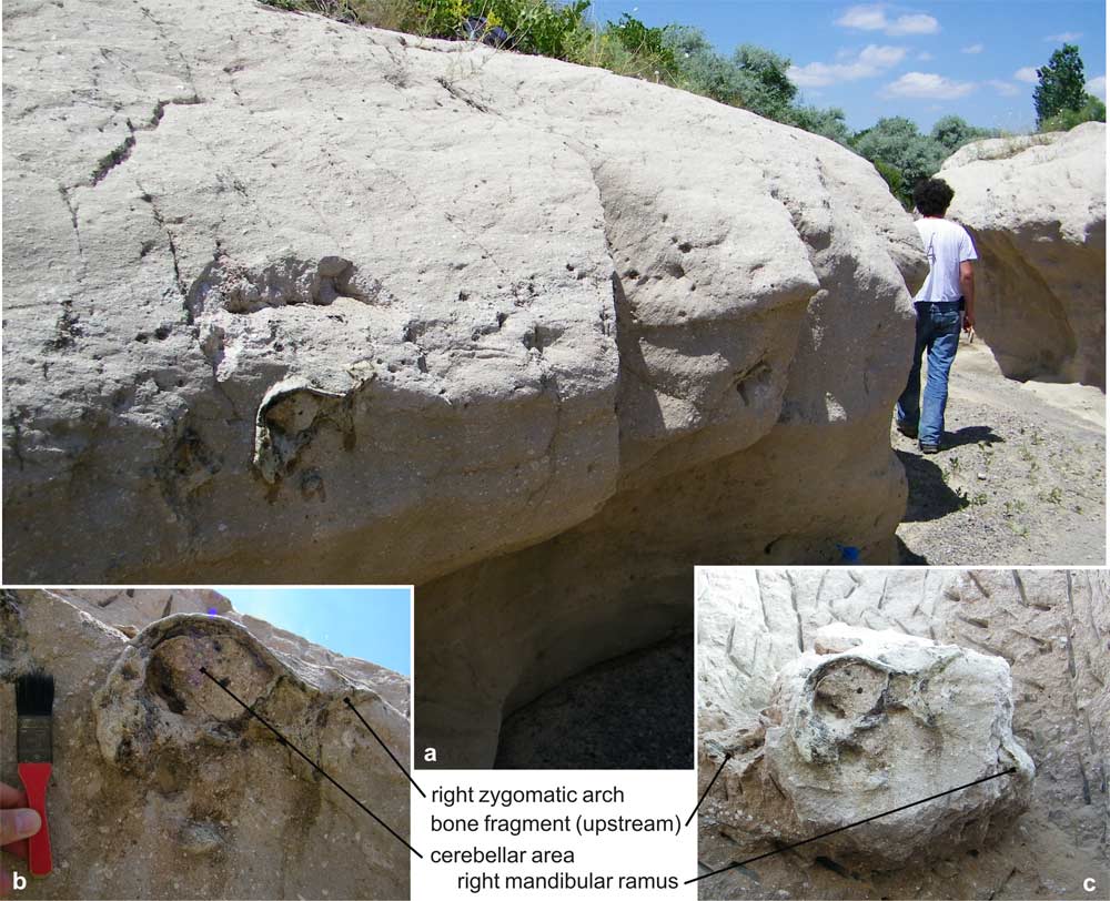 rhino fossils found preserved in volcanic ash.