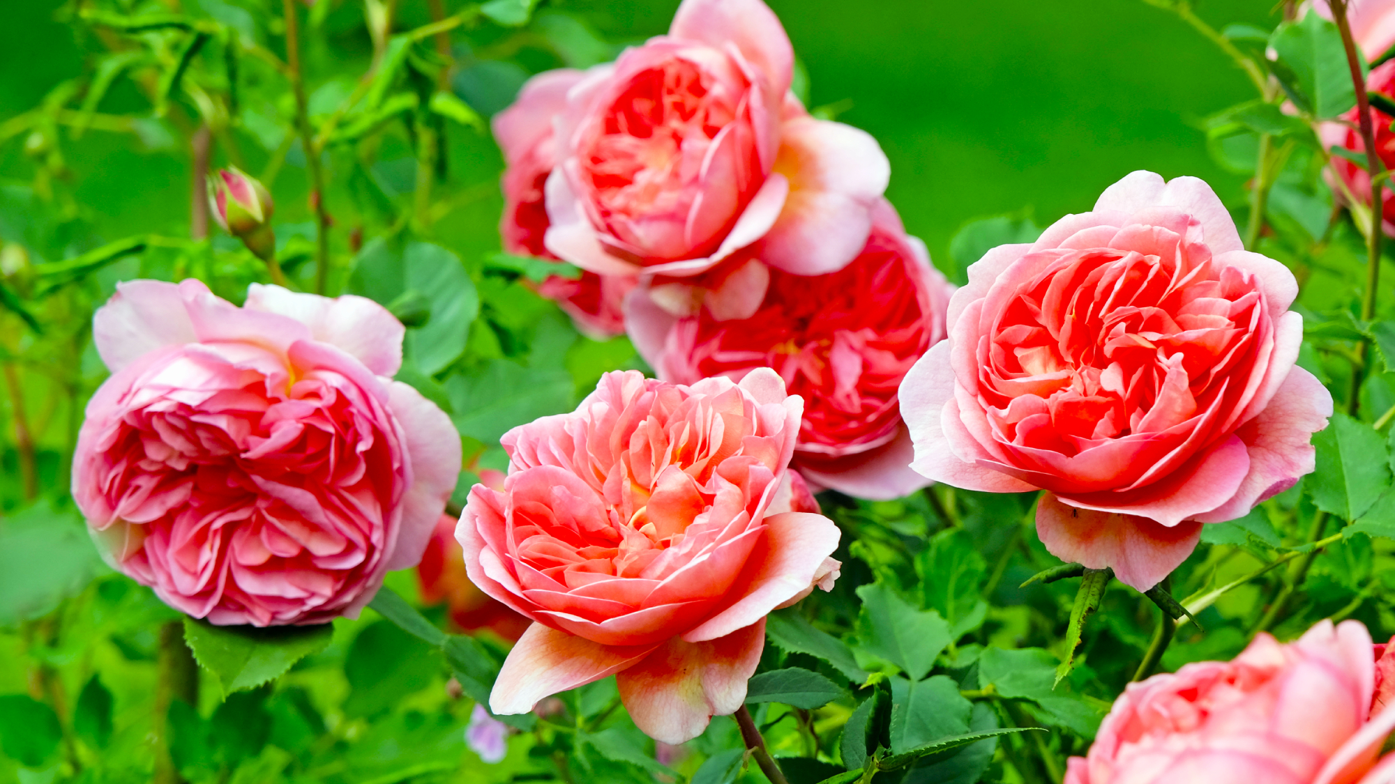 Salmon pink shrub rose, rosa 'Boscobel' in flower.