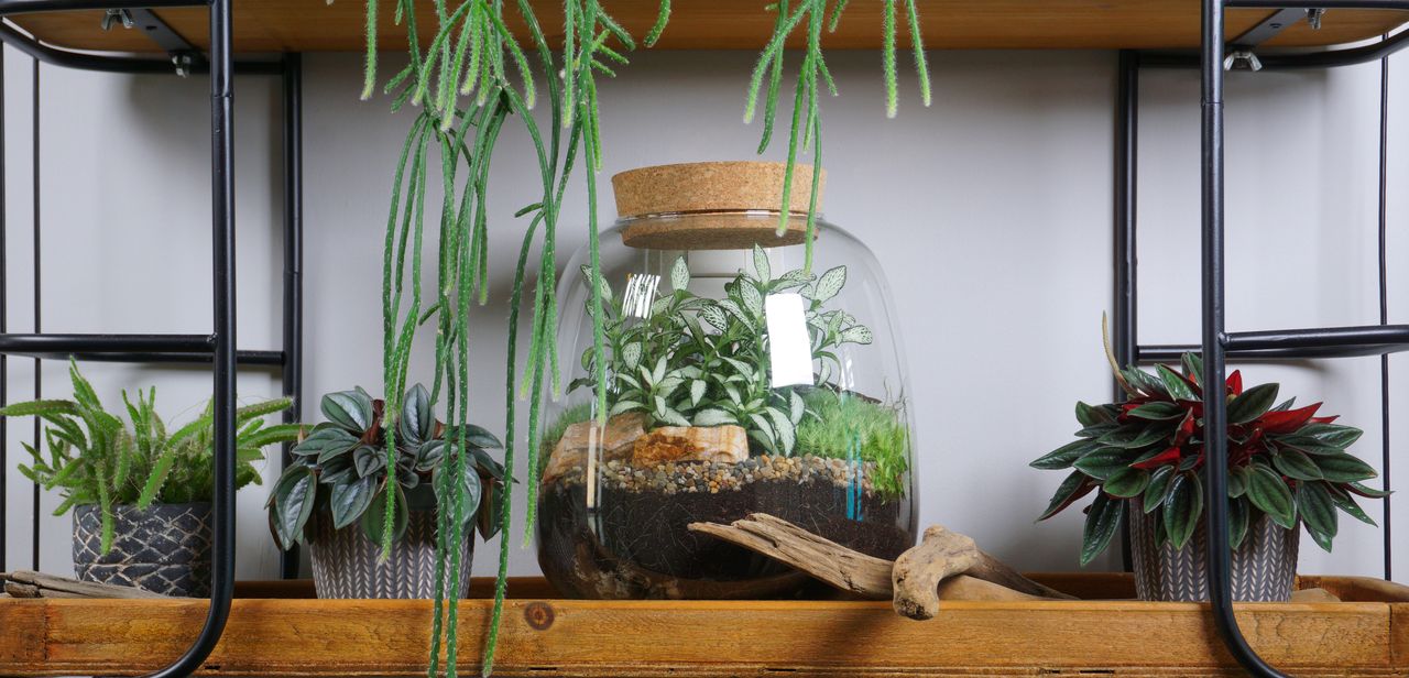 A terrarium on a shelf next to other houseplants