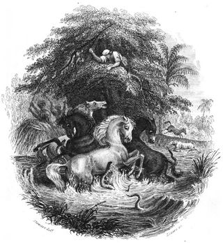 A historic illustration depicts Alexander von Humboldt's story of the battle between the horses and electric eels.
