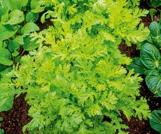 Shungiku, known as chop-suey greens, is one of the most unusual of the many Oriental leaves, adding distinct flavour to a leafy salad.