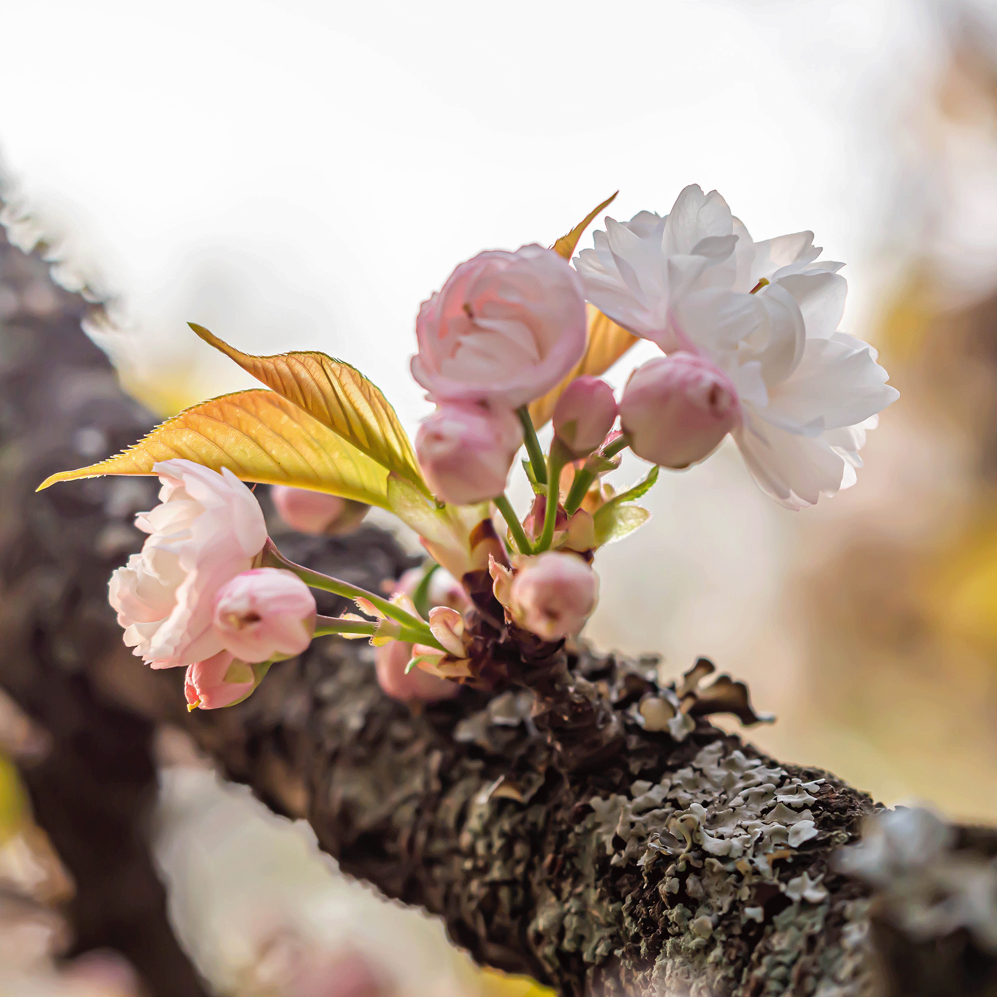 Cherry blossom in bloom close up