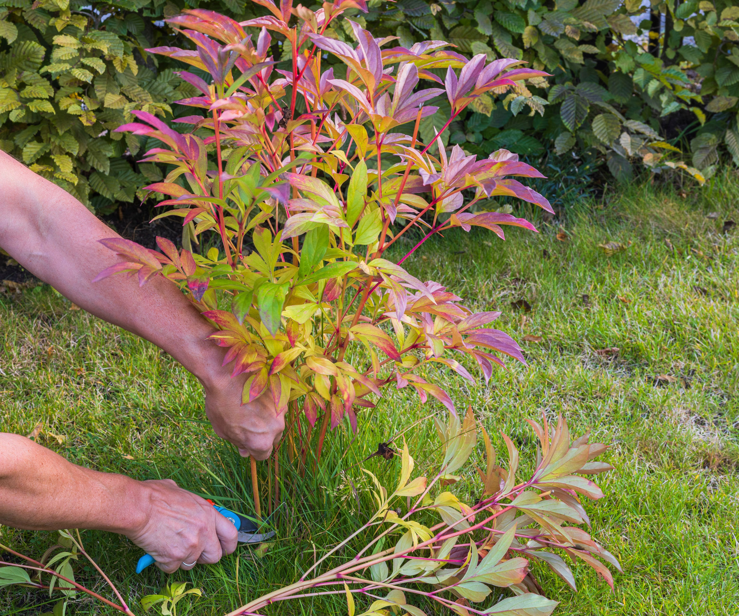 peony being hard pruned showing pruning shears