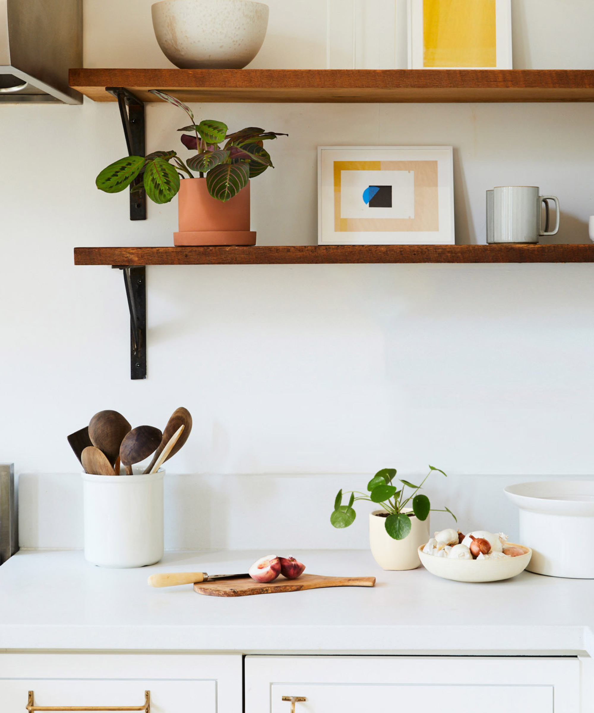 Chinese money plant on kitchen countertop with open shelving above