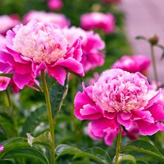 pink peony colors growing in garden border