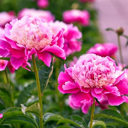 pink peony colors growing in garden border