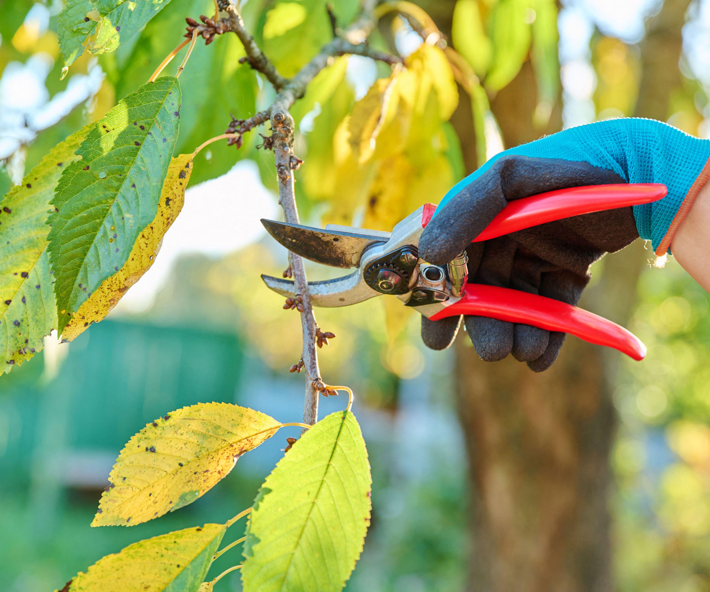 trimming cherry growth with shears while wearing blue gloves