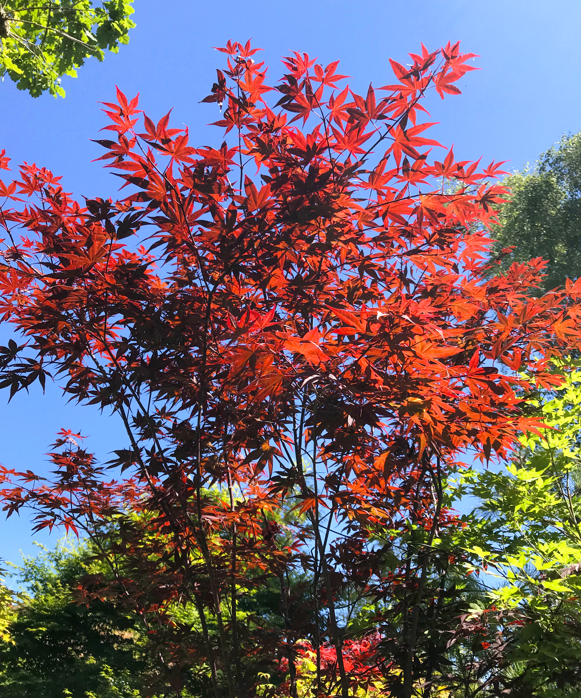 Bloodgood Japanese maple tree