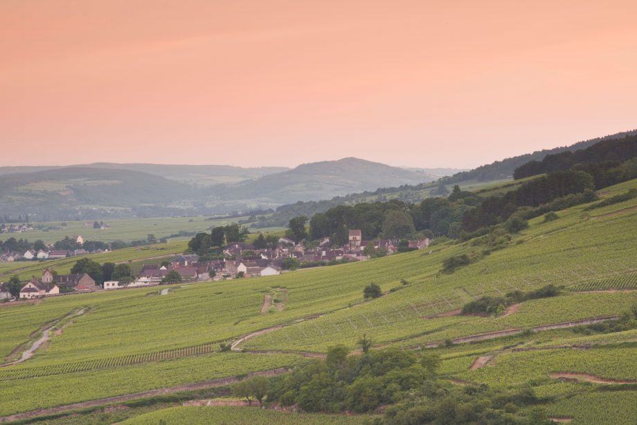 Vineyards-near-to-beaune-Julian-Elliott-Alamy-Stock-Photo-920x613-1.jpg