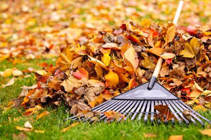 Dead autumn leaves being raked up on a lawn