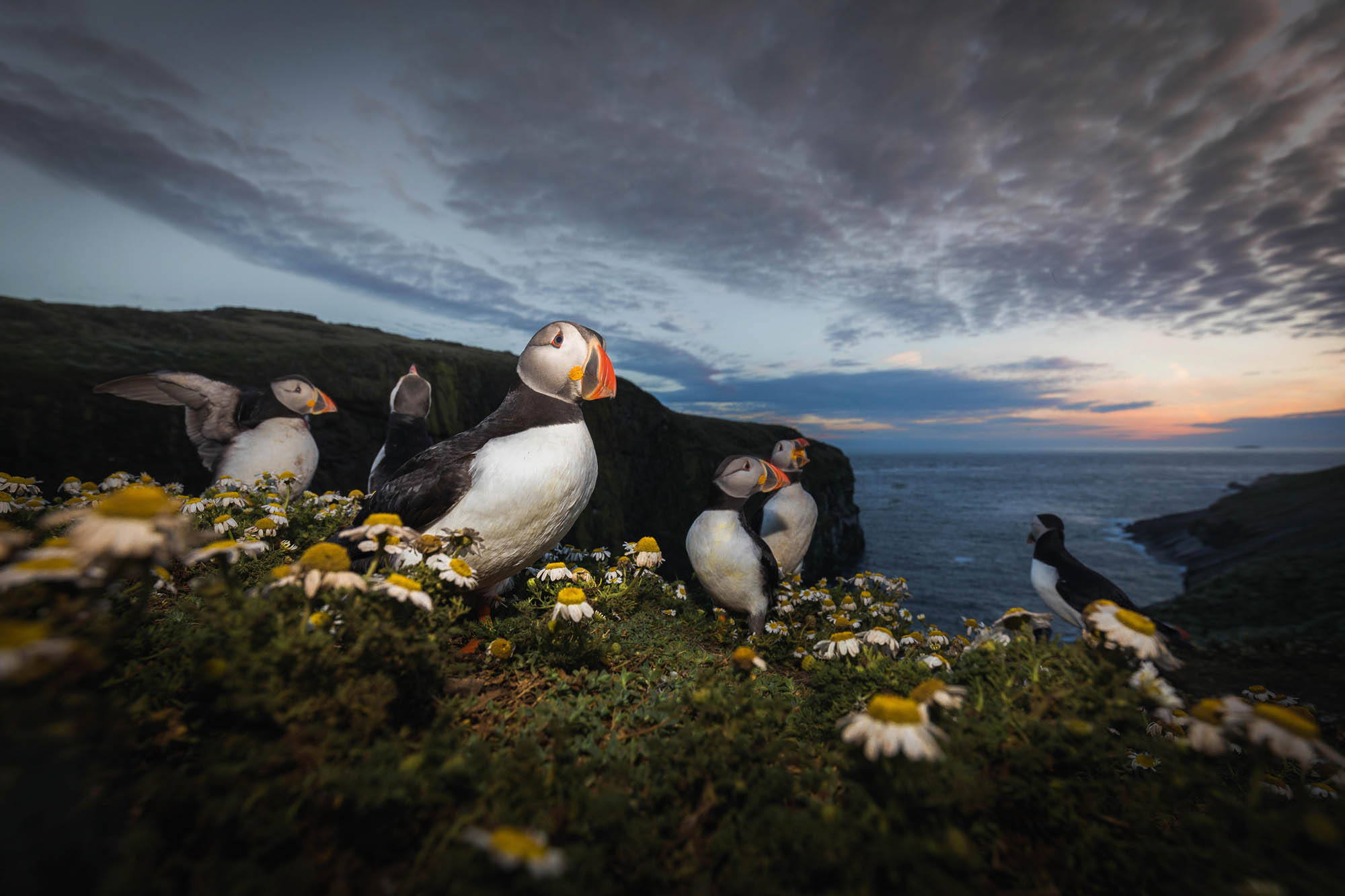 A group of Atlantic Puffin (Fratercula arctica) captured at sunset on Skomer Island, Pembrokeshire.