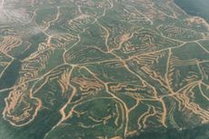 Trials of deforestation on hillsides