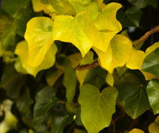 English ivy 'Buttercup' with yellow-green foliage