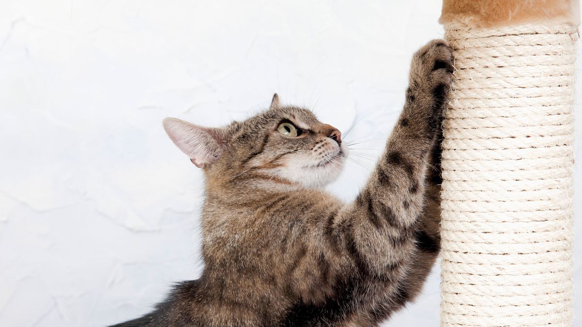 Cat scratching one of the best cat scratching posts