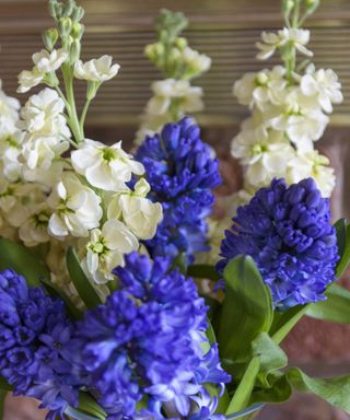 Best-flowers-to-plant-for-Spring-hyacinth