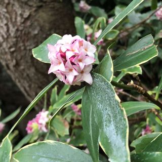 Winter flowering daphne shrub