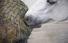 eating-hay04.jpeg