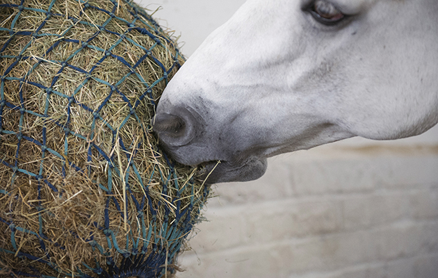 eating-hay04.jpeg