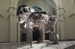 skeleton of t. rex named sue at the field museum in chicago