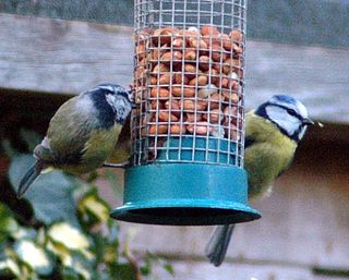 Bluetits feeder