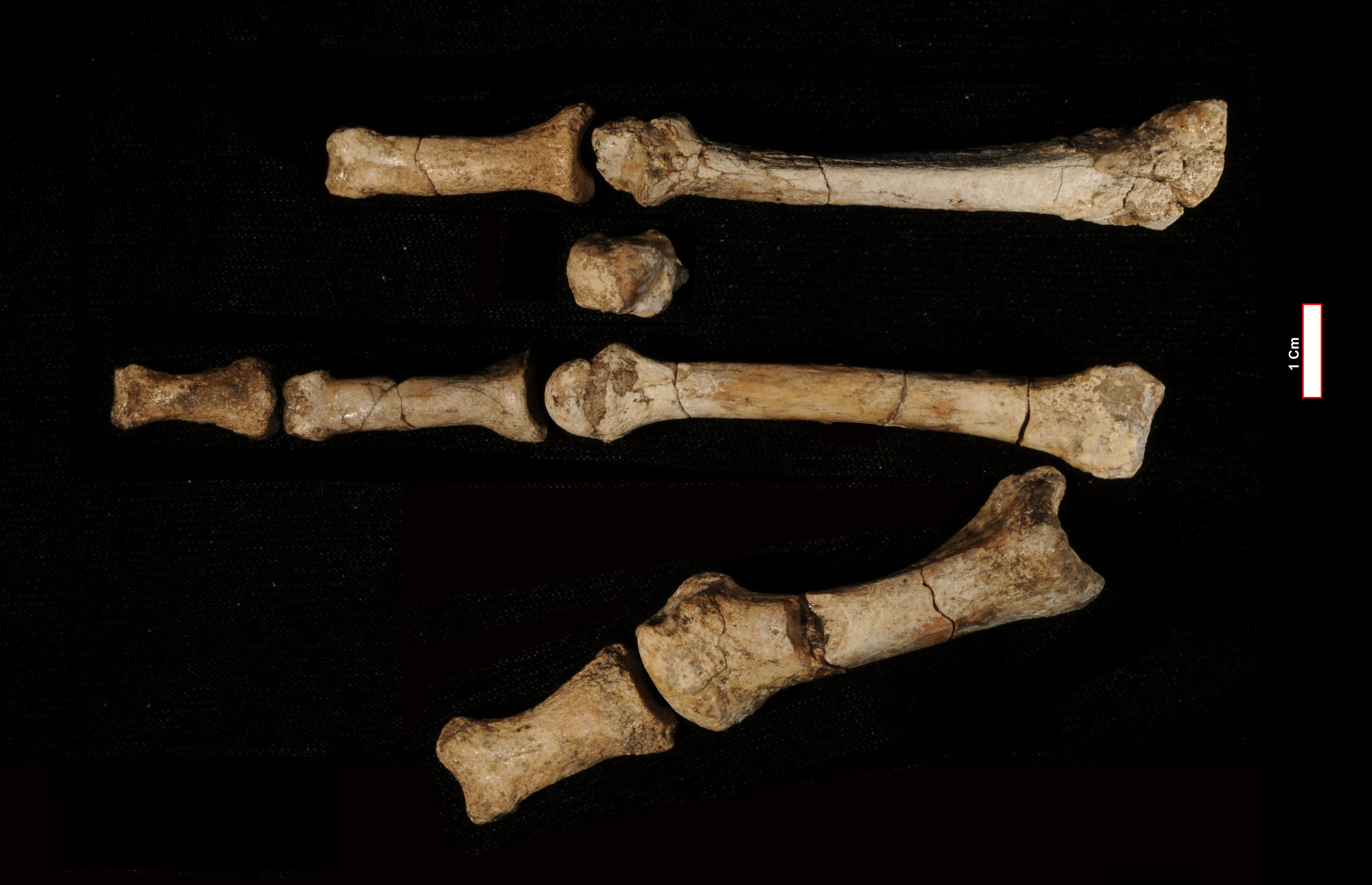 Fossil foot bones called the Burtele foot