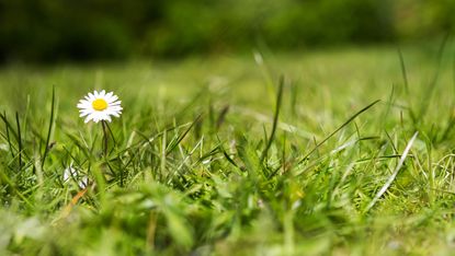 how to get rid of lawn weeds: daisy in lawn