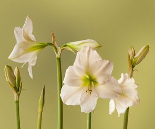 Mont Blanc amaryllis with white flower heads