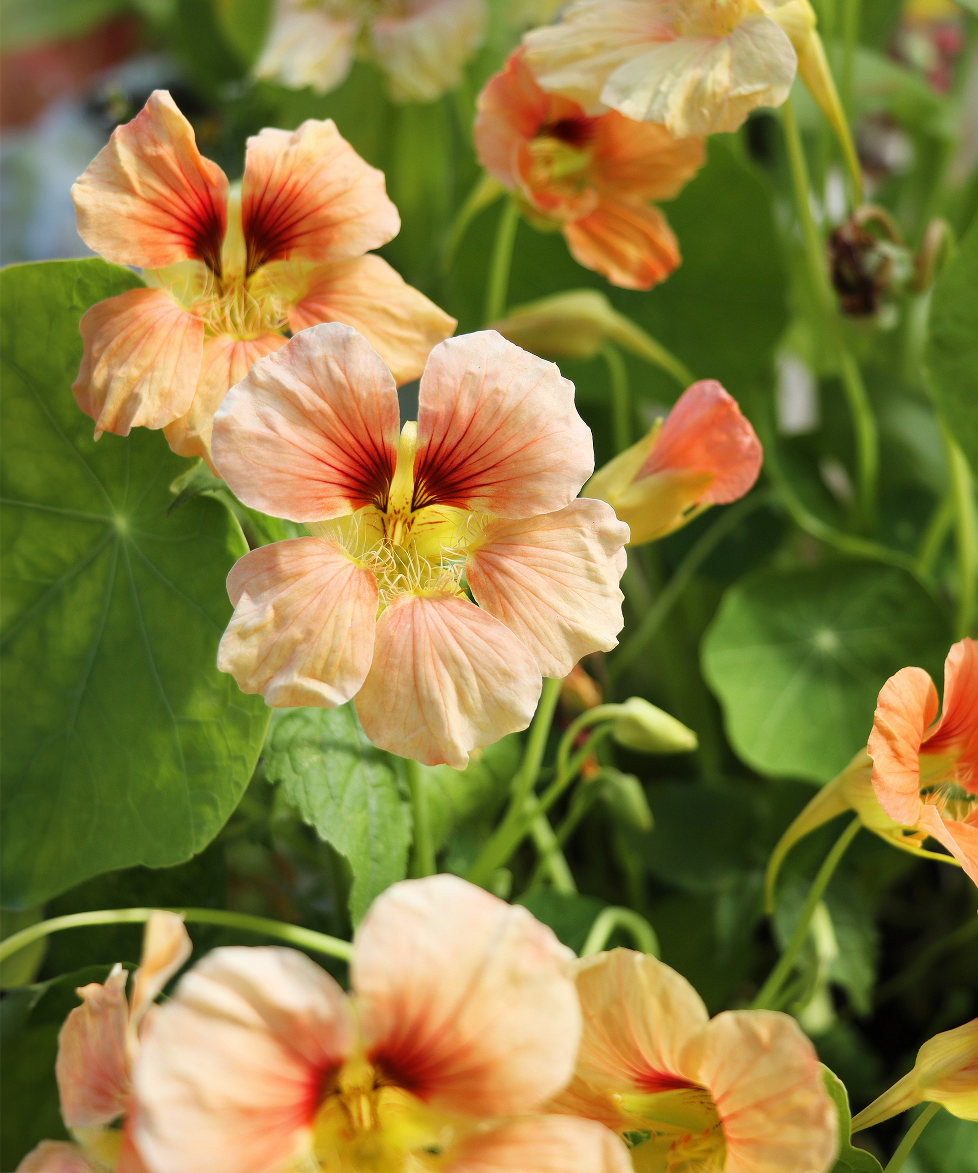 Peach nasturtium flowers