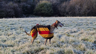 Lurcher Dixie stands in a frosty field wearing a stripy coat