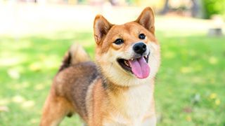 Smiling Shiba Inu standing on the grass