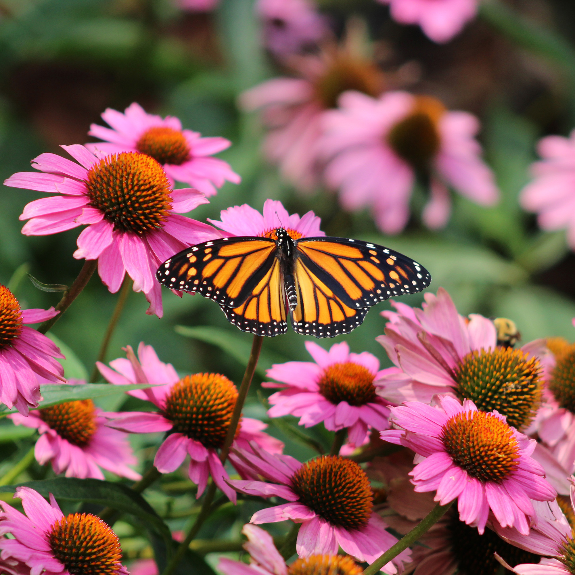Monarch Butterfly Danaus plexippus Field of Purple Coneflowers Echinacea purpurea