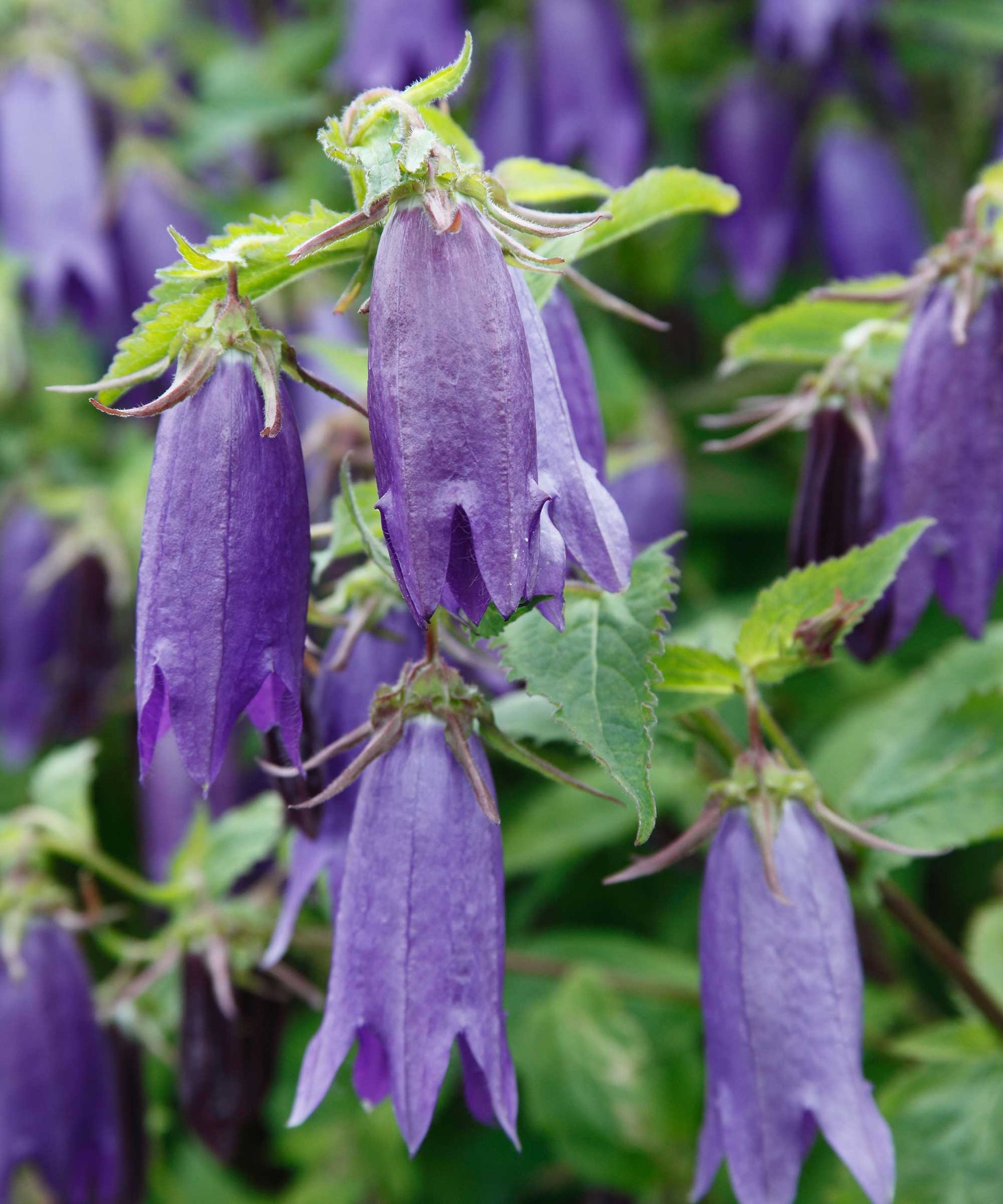 Campanula varieties: 15 top choices | Gardeningetc