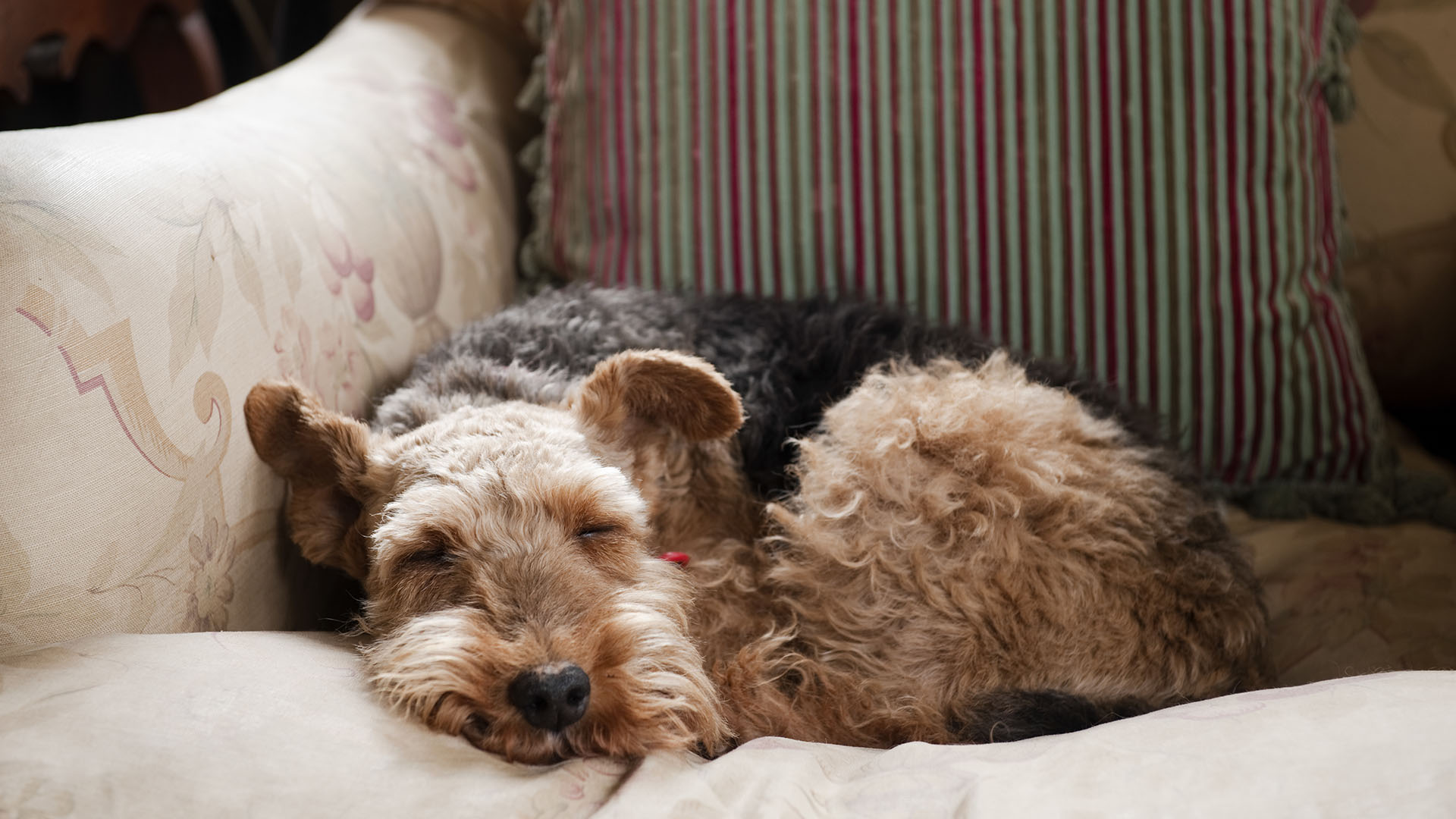 Dog asleep on a sofa