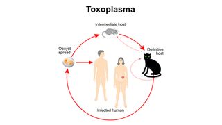 The Toxoplasma gondii parasite goes from rodents to cats, which can then expose it to humans, including pregnant women.