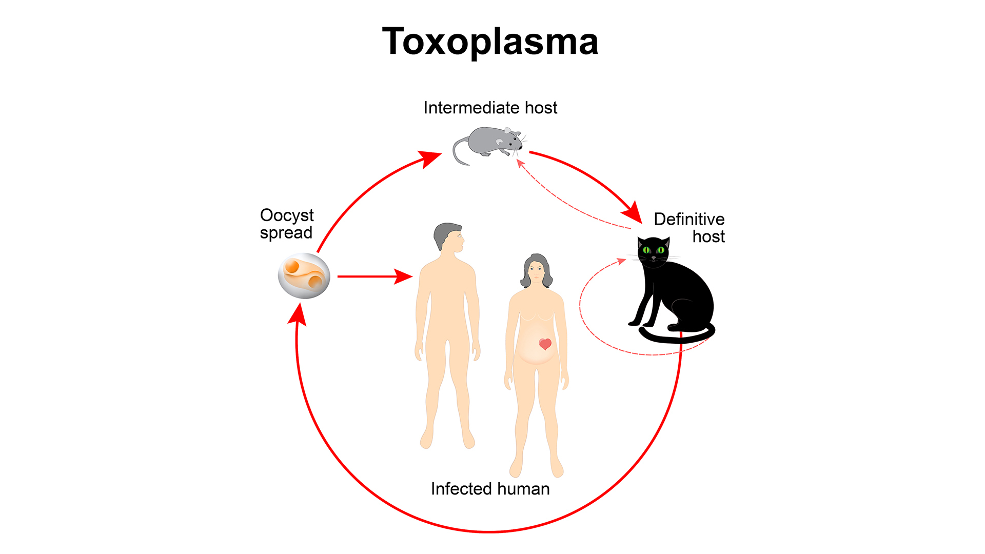 Toxoplasmose-Zyklus, von Nagetieren über Katzen bis hin zum Menschen.