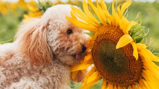 Poodle smelling sunflower