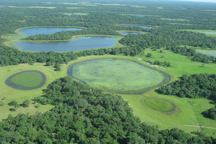 Sustainable Ranching: Where Cows and Capybara Roam | Live Science