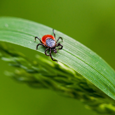 Close up of tick on a leaf.