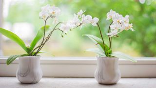 two white potted orchids on windowsill