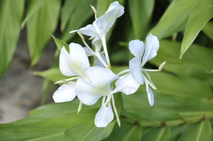 Hedychium Ginger Lilies